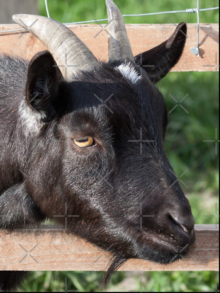Black goat - farm goat by animal-animal