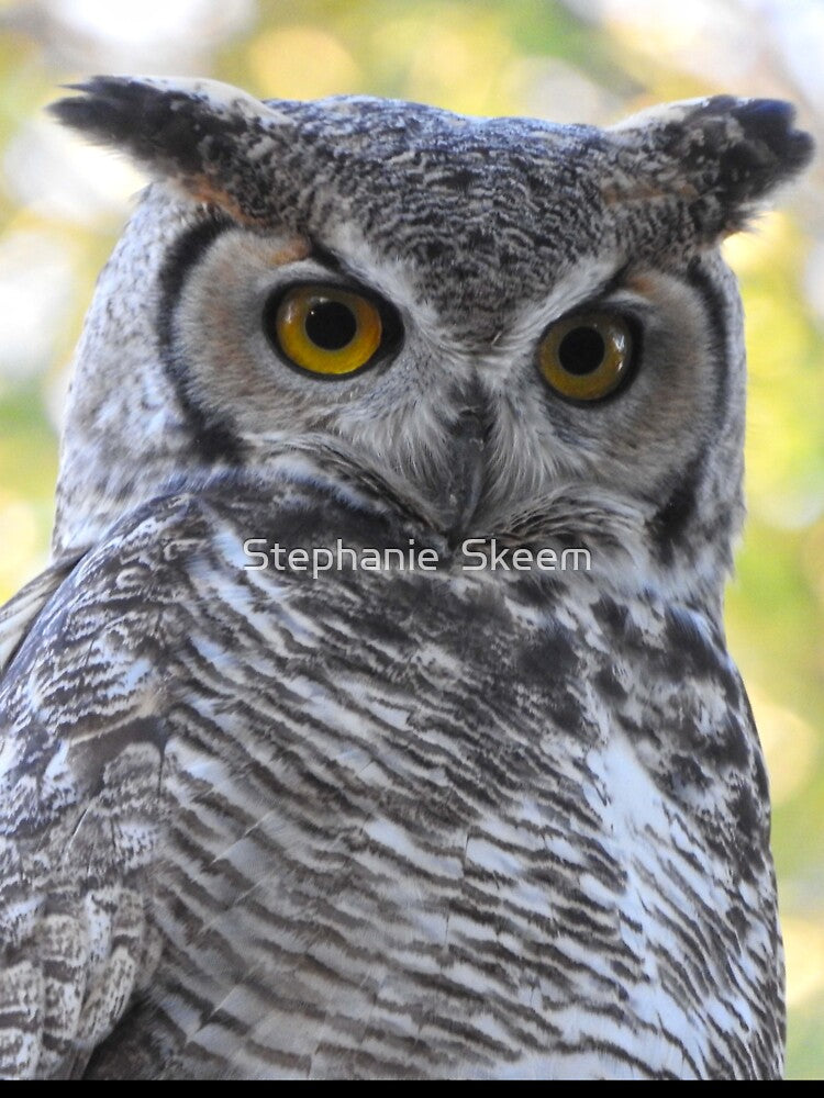 Beautiful horned owl by Stephanie Skeem
