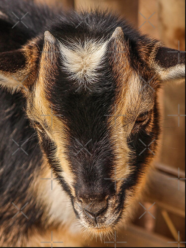 Black goat - pygmy goat by animal-animal