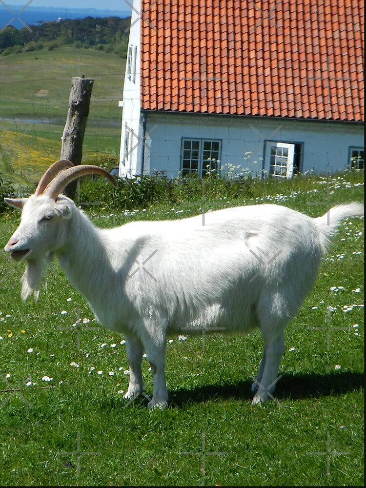 Goat farm - Funny goat - white goat by animal-animal