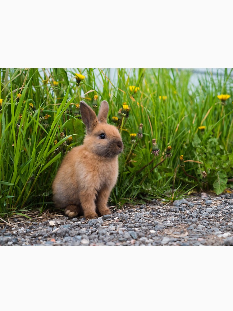 Rabbit Garden by newburyboutique