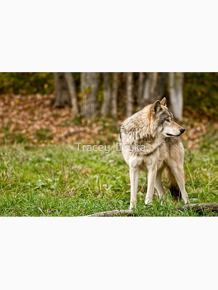 The Protector by Tracey Dryka
