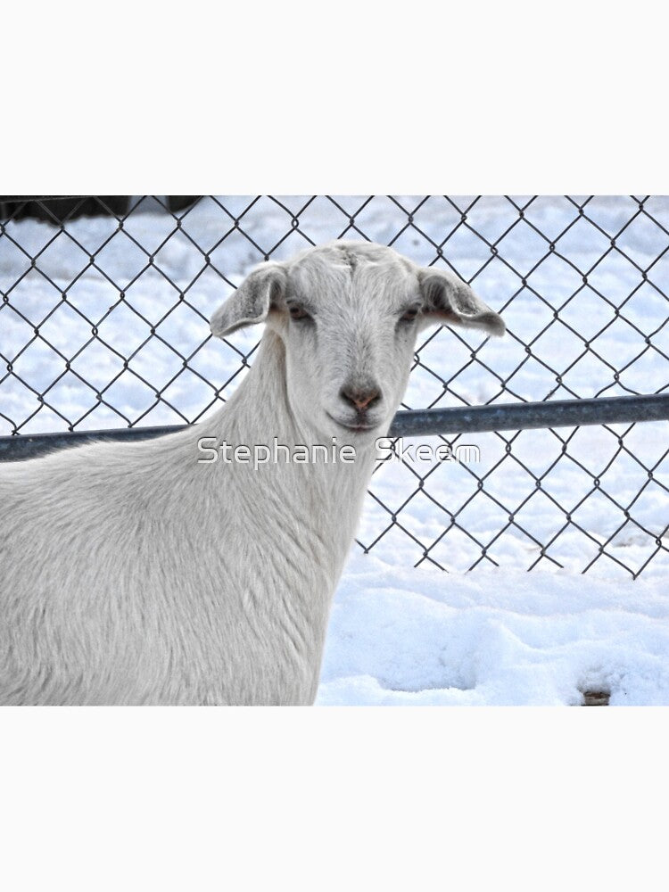 white goat in the snow by Stephanie Skeem