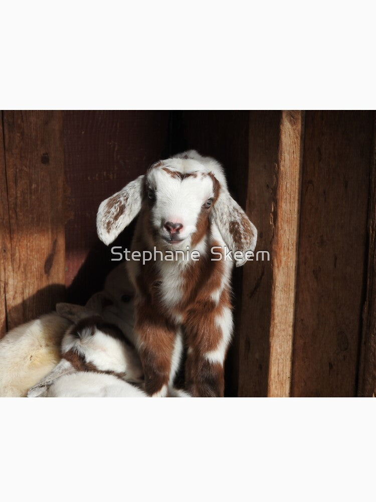cute baby rabbit-faced goat by Stephanie Skeem