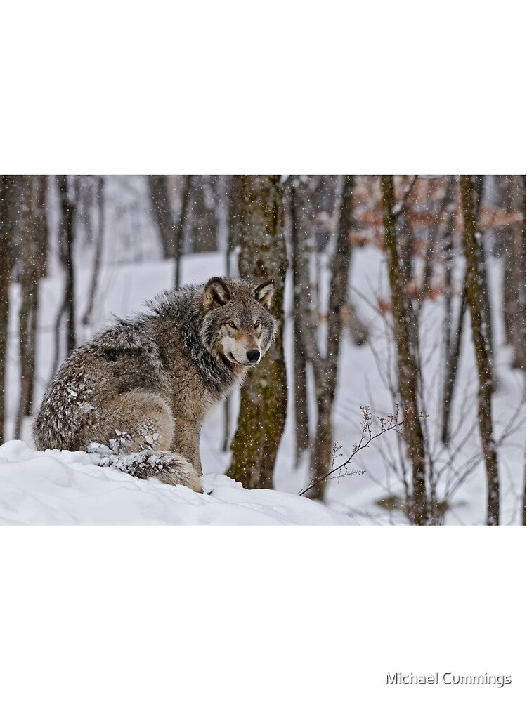 Timber Wolf In Snow by Michael Cummings