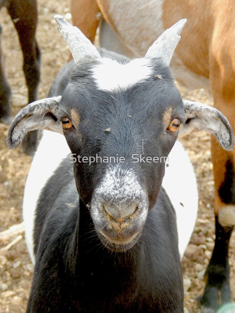cute black goat face by Stephanie Skeem