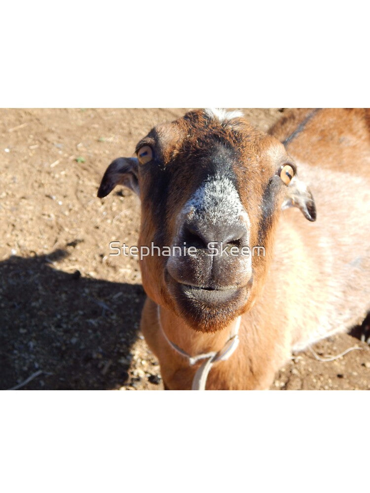 best day ever goat smile by Stephanie Skeem