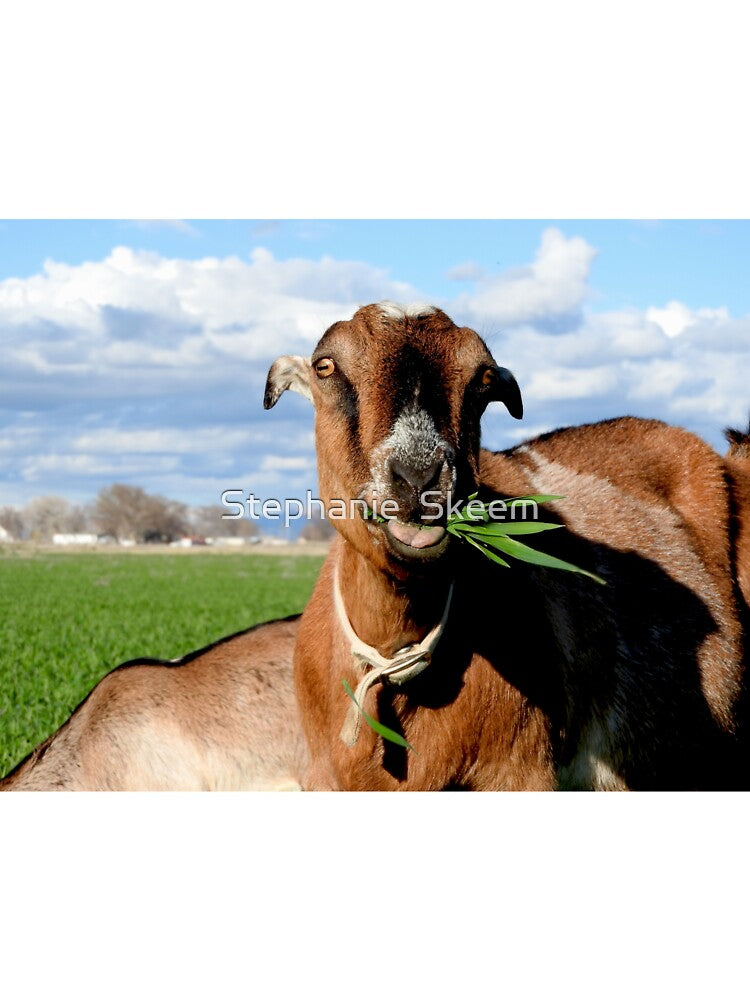 Goat chewing grass by Stephanie Skeem