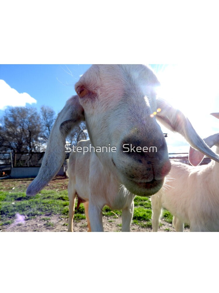 funny goat face, goat close up, nose by Stephanie Skeem