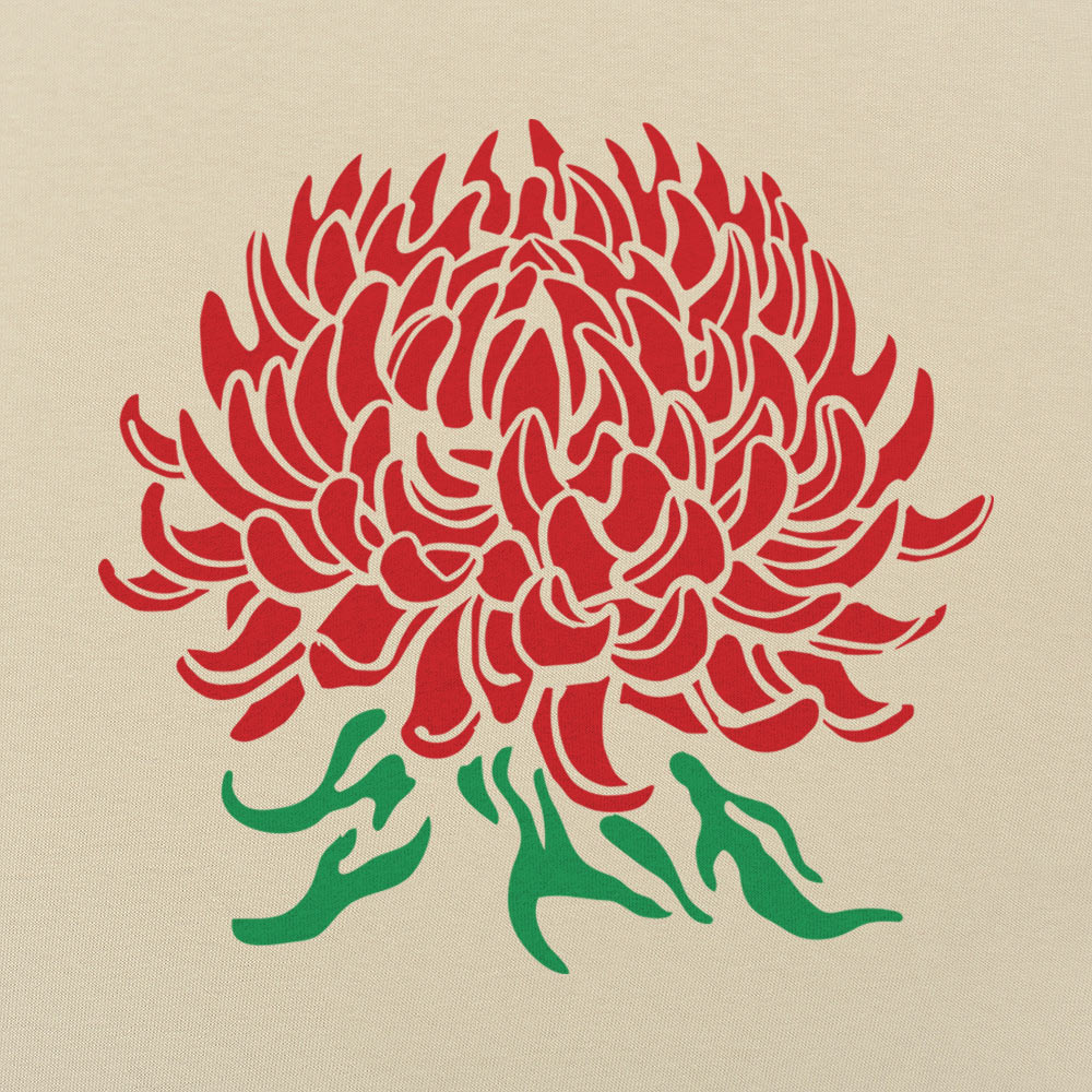 Chrysanthemum Botanical Illustration