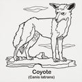 Coyote Canis Latrans Illustration