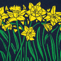Daffodils Blooming Graphic