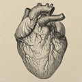 Human Heart Anatomical Illustration