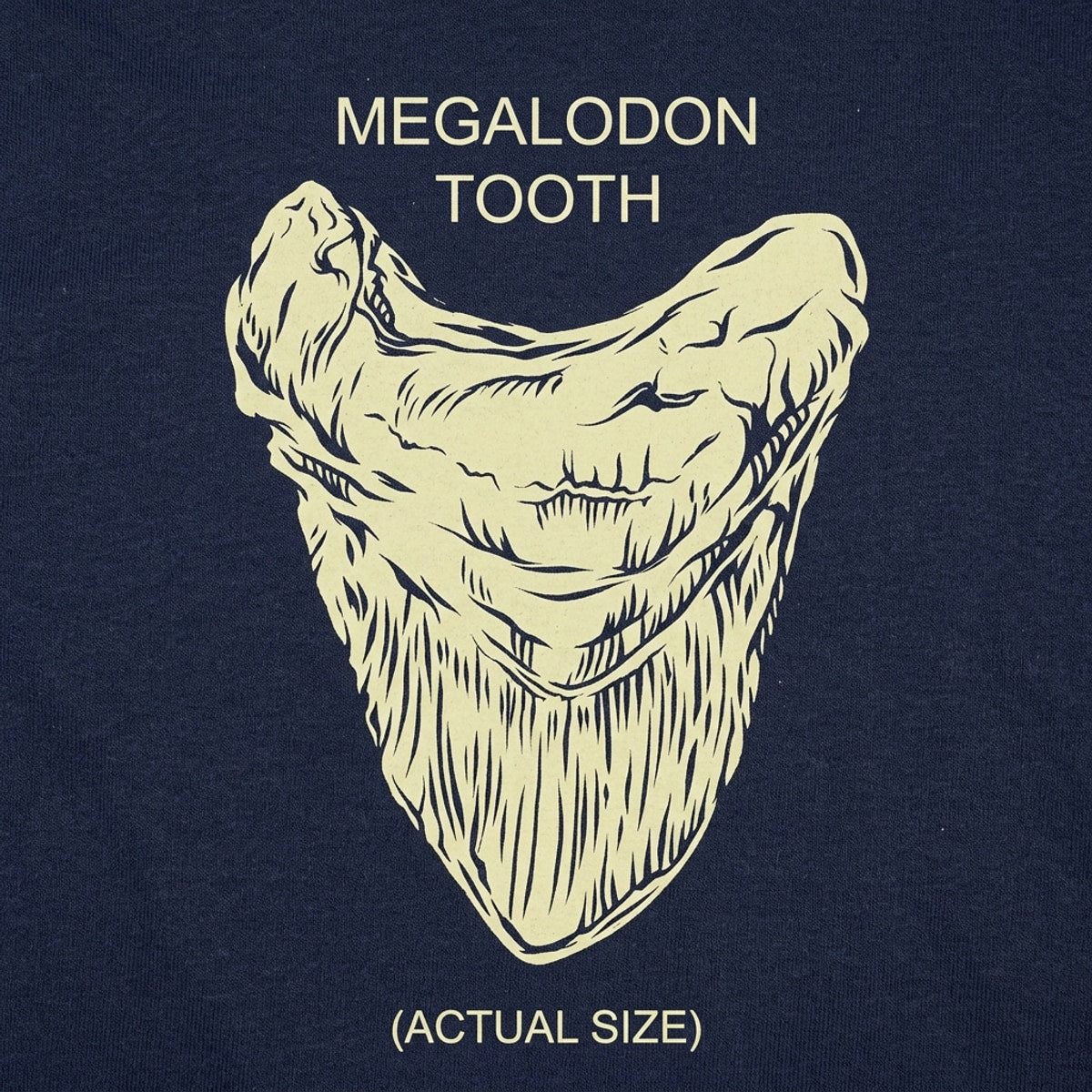 Megalodon Tooth Actual Size