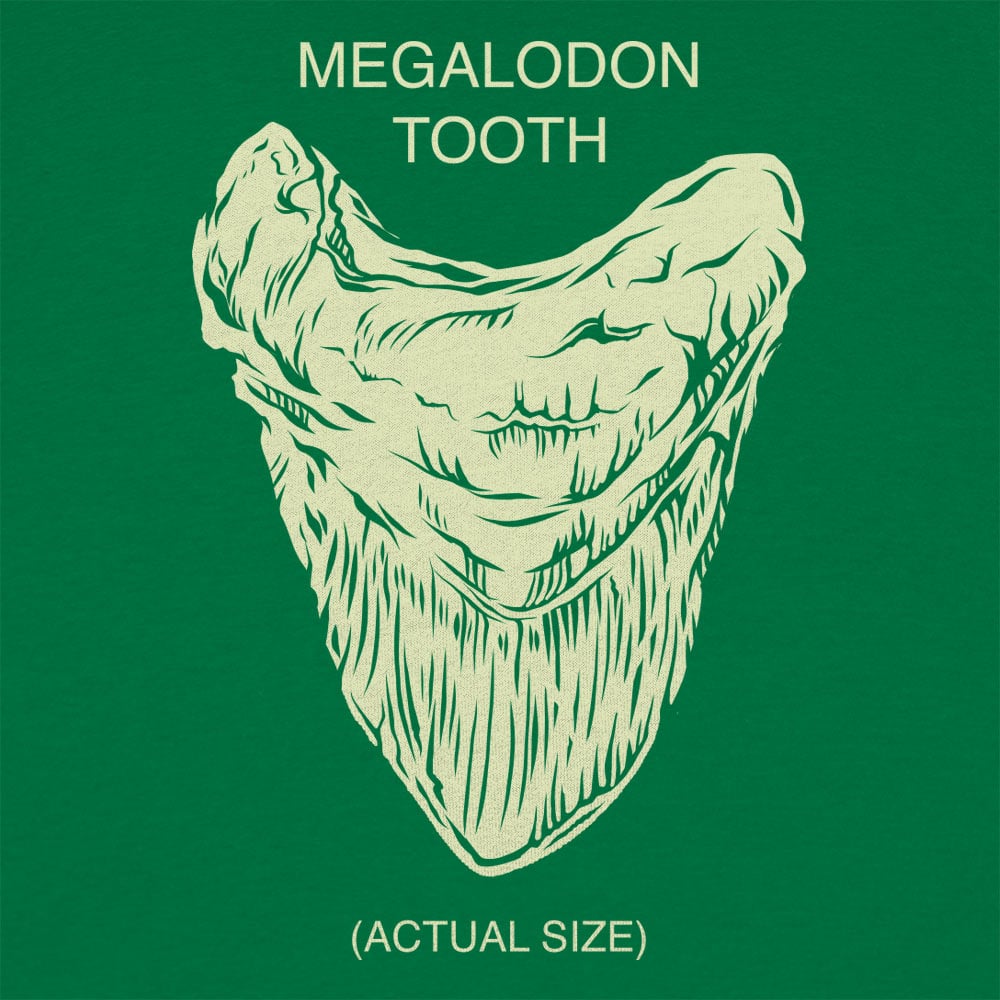 Megalodon Tooth Actual Size