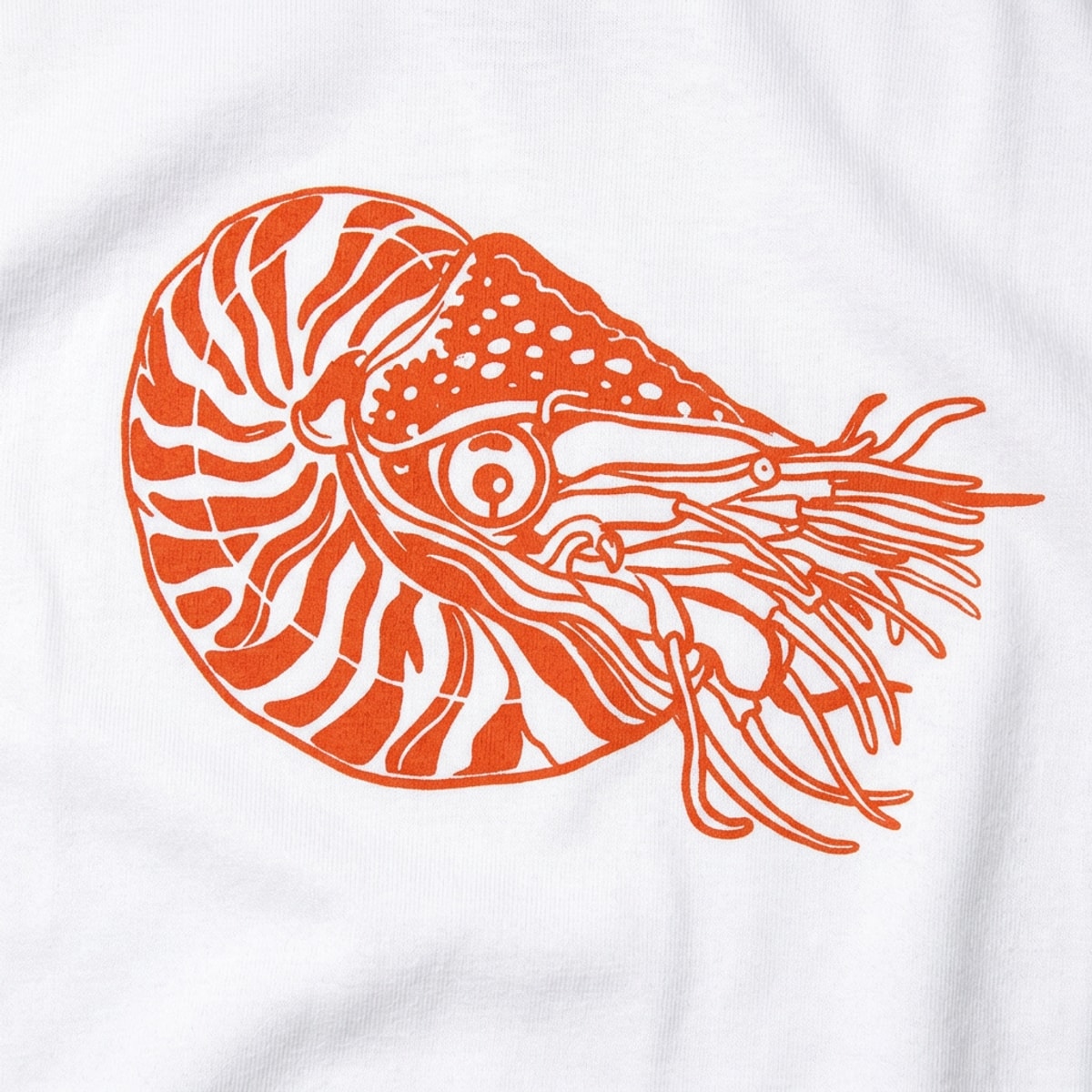Nautilus Shelled Cephalopod Illustration