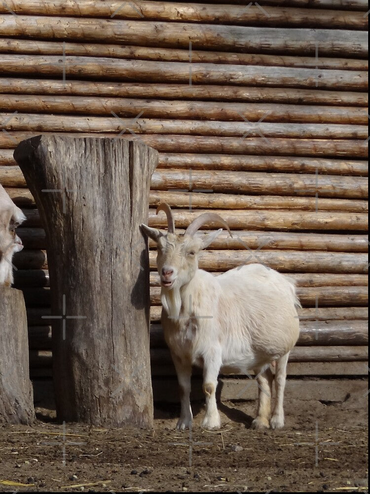 Goat farm - cute goats by animal-animal