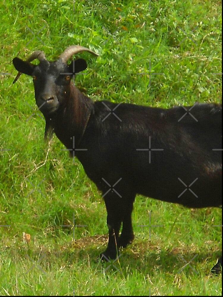Black goat - pygmy goat - funny goat by animal-animal