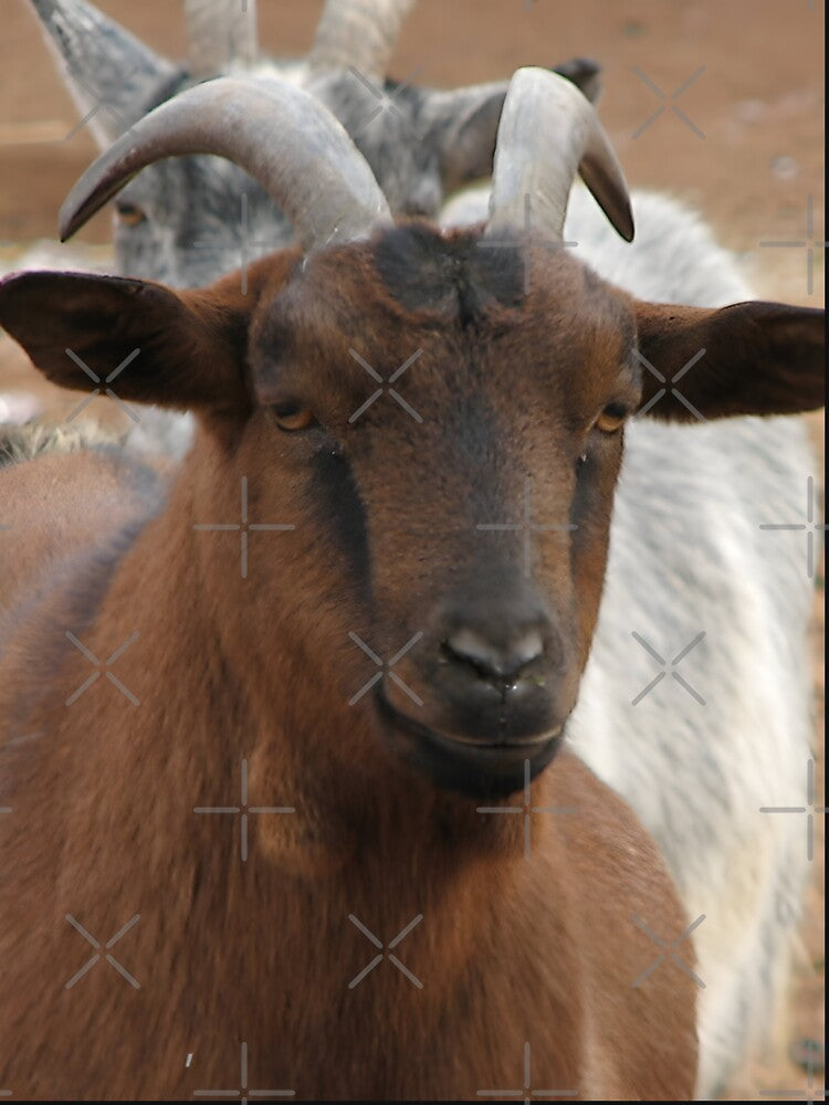 Funny goat by animal-animal