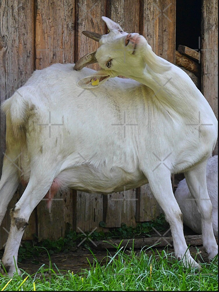Farm goat - Goat farmer by animal-animal