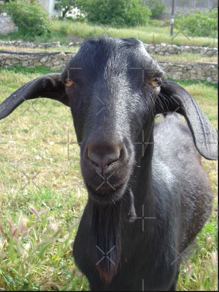 Black goat -  funny goat by animal-animal
