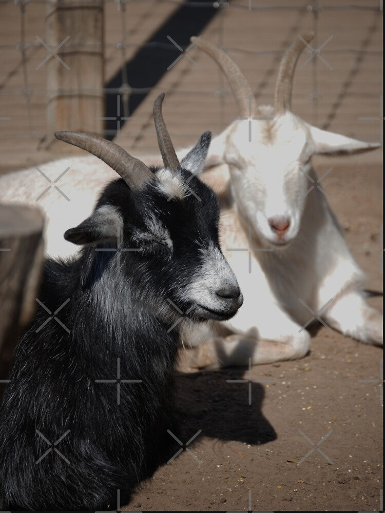 Black goat - White goat by animal-animal