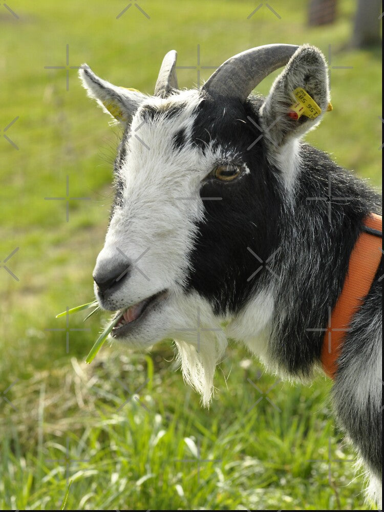 Pygmy goat - mountain goat by animal-animal