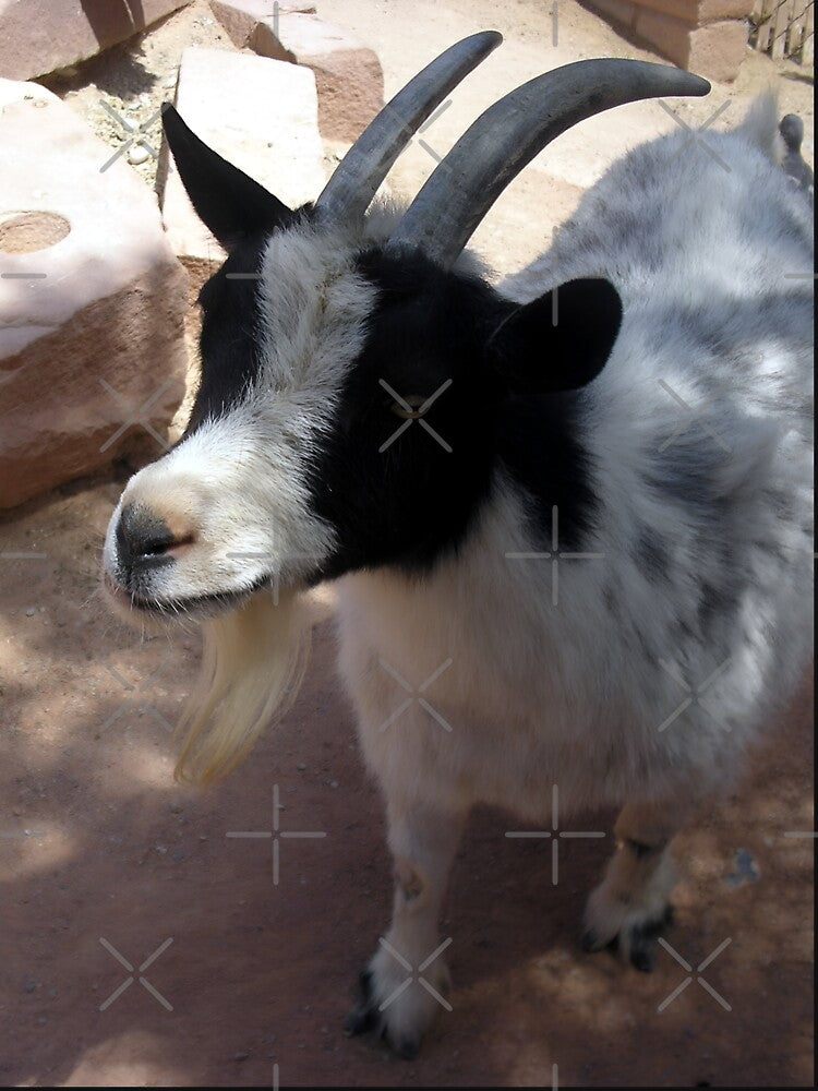 Pygmy goat by animal-animal