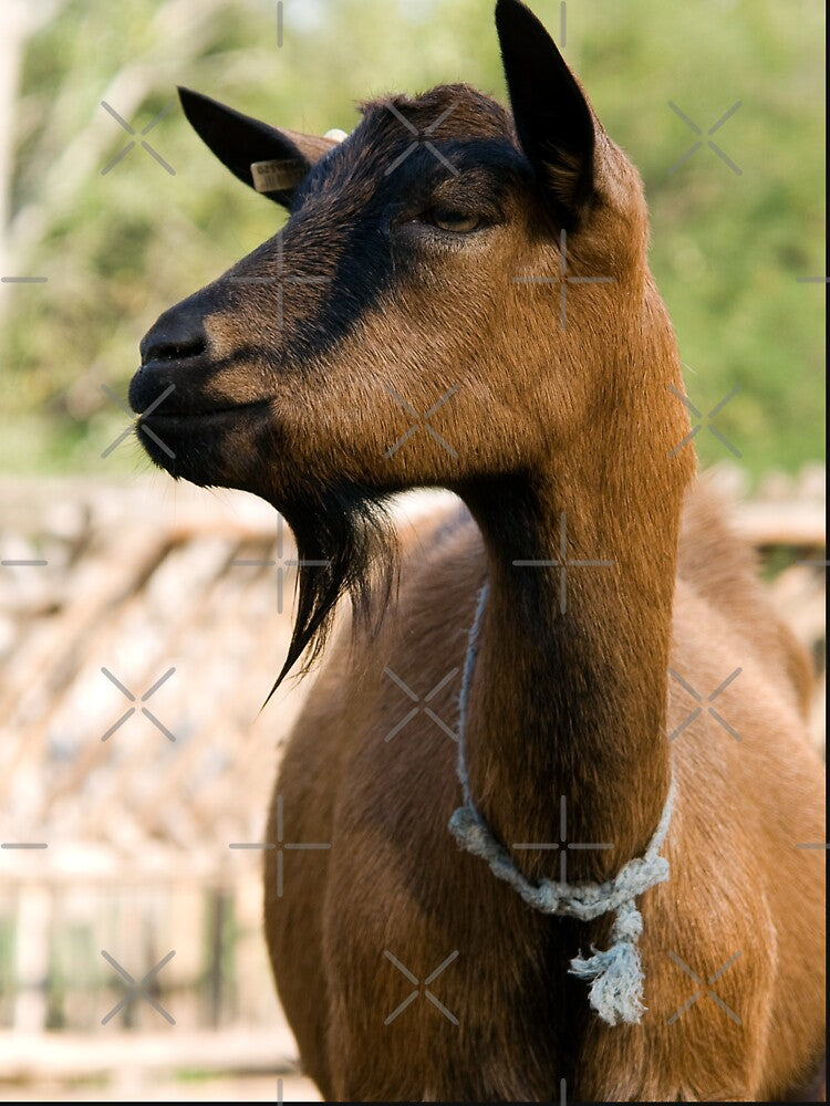 Farm goat by animal-animal