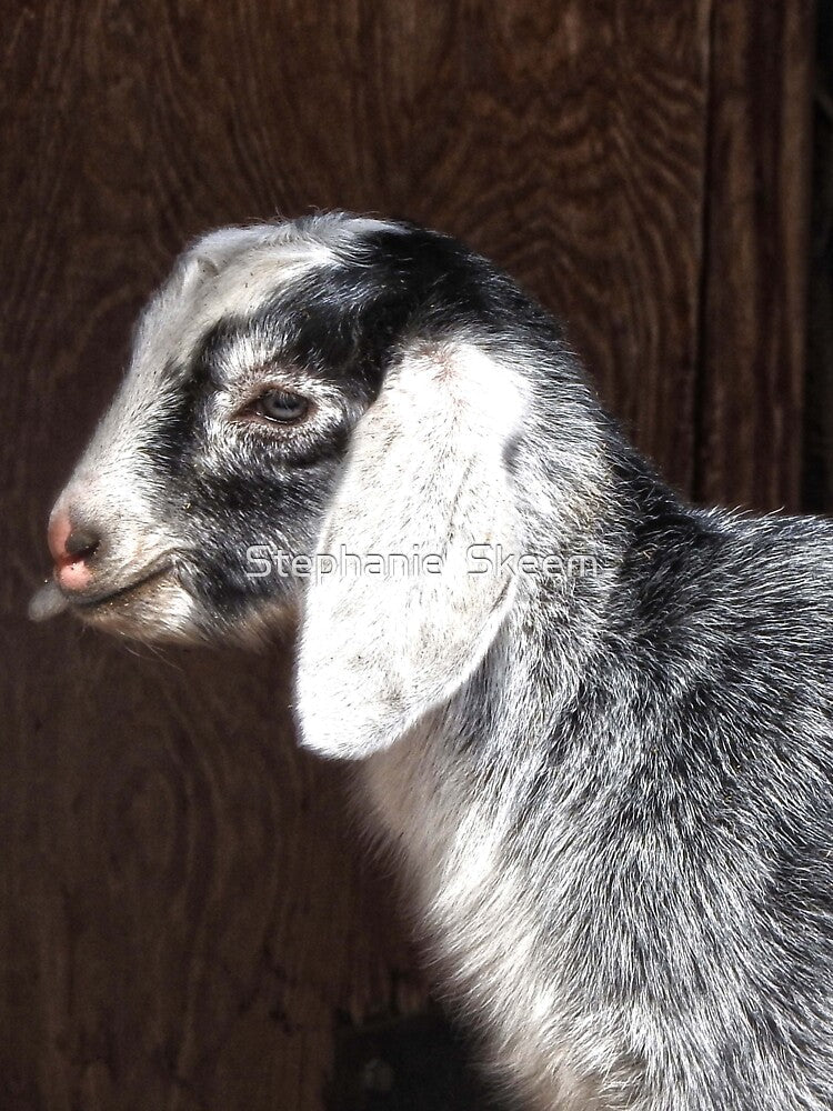cute gray and white baby goat by Stephanie  Skeem
