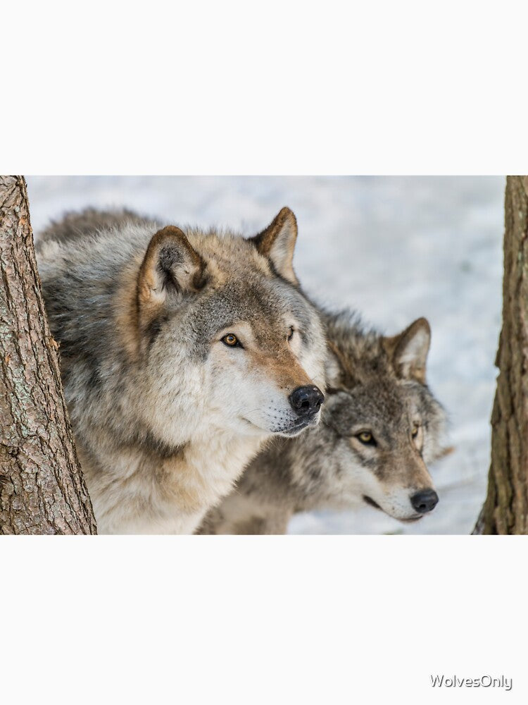 Timber Wolves In Winter by WolvesOnly