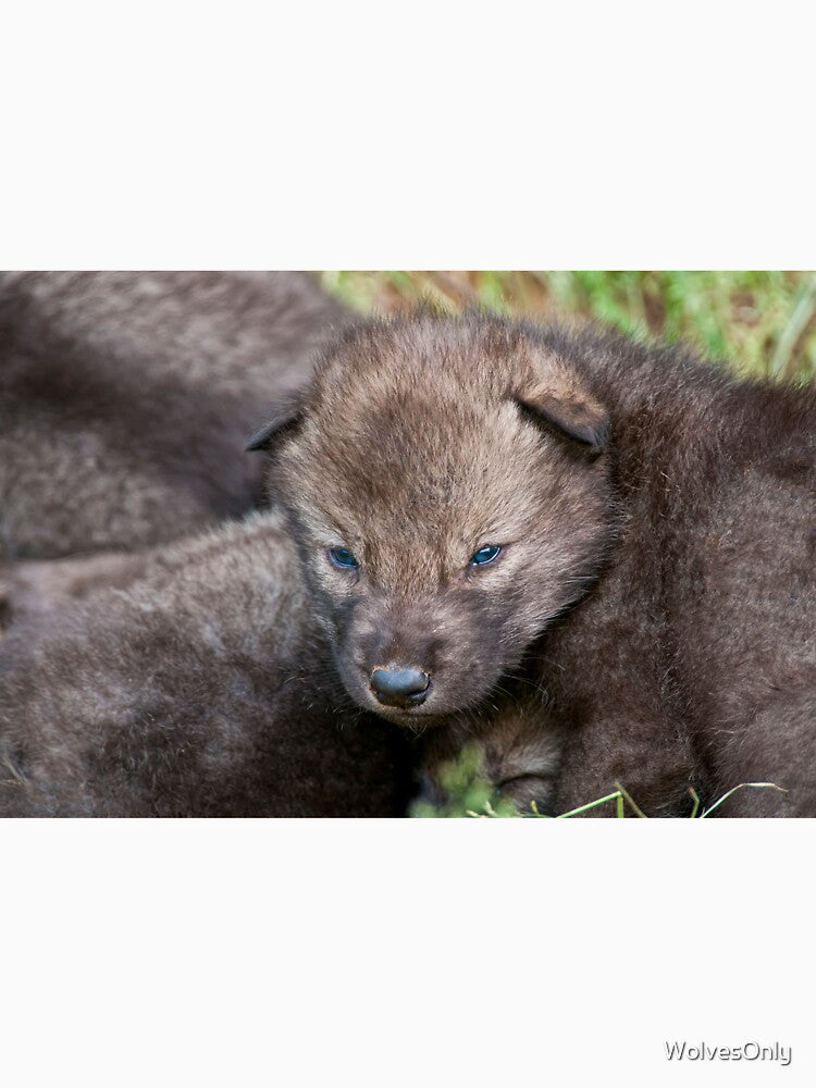 Timber Wolf Pup by WolvesOnly
