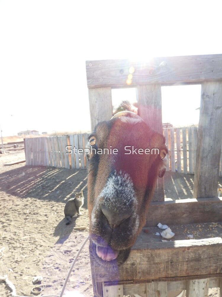 goat sticking out its tongue and a happy farm cat by Stephanie  Skeem