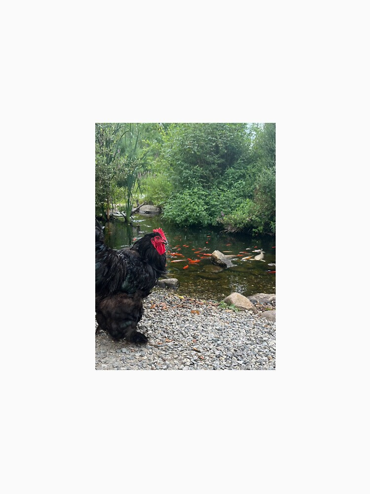 Chicken Pondering at the Koi Pond by curiocabinets