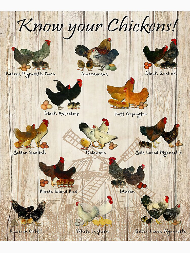 Know your chicken by JakeGoodwin