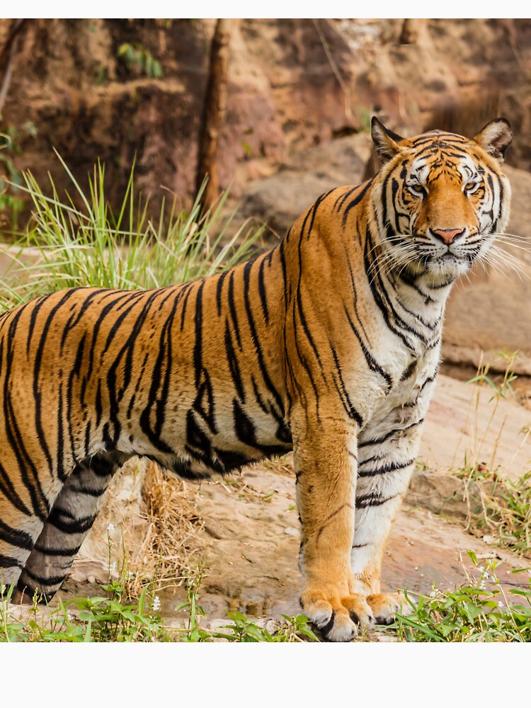 Fierce Tiger by newburyboutique