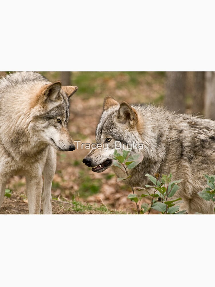 A little Trouble Brewing! by Tracey  Dryka