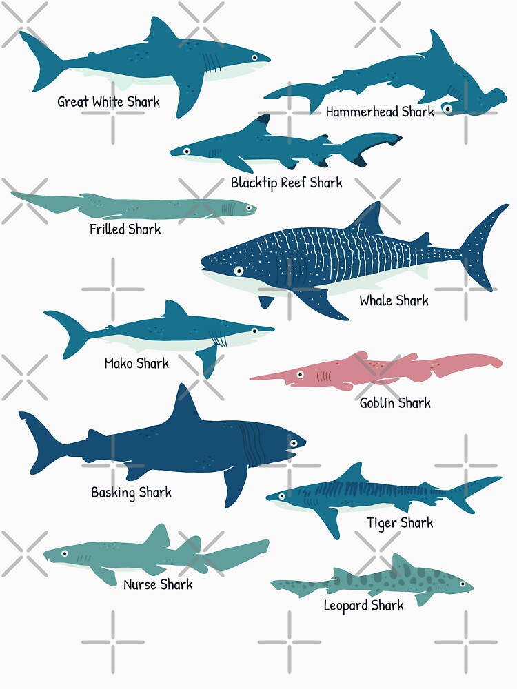 Types Of Sharks Educational Collection Marine Biology Gifts by JokeGysen