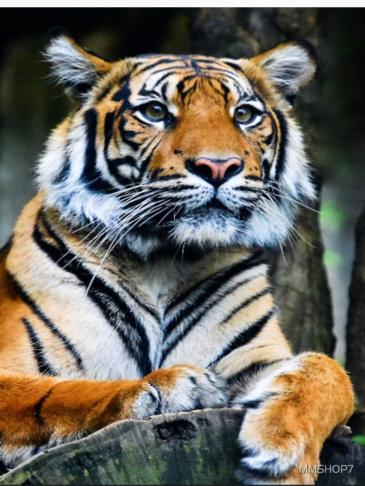 tiger in the forest by MMSHOP7