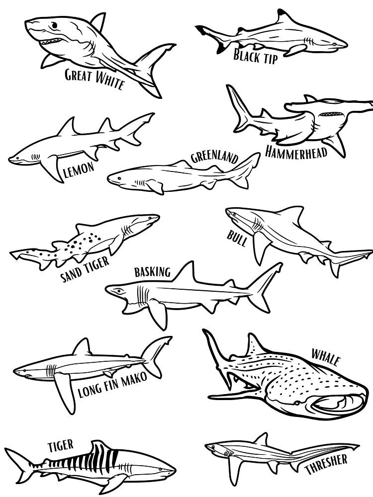 Shark Collage by bareilly099