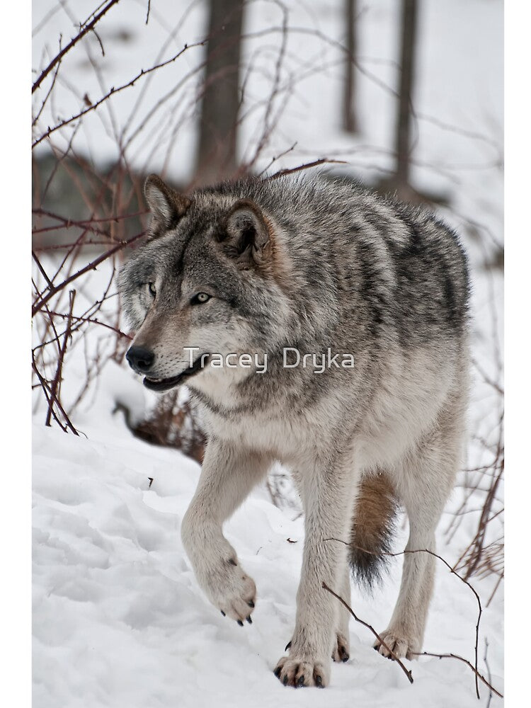 Alterior Motive by Tracey  Dryka