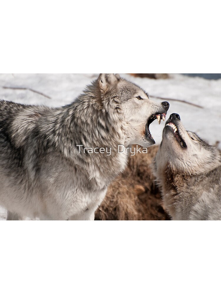 Comparing Teeth by Tracey  Dryka