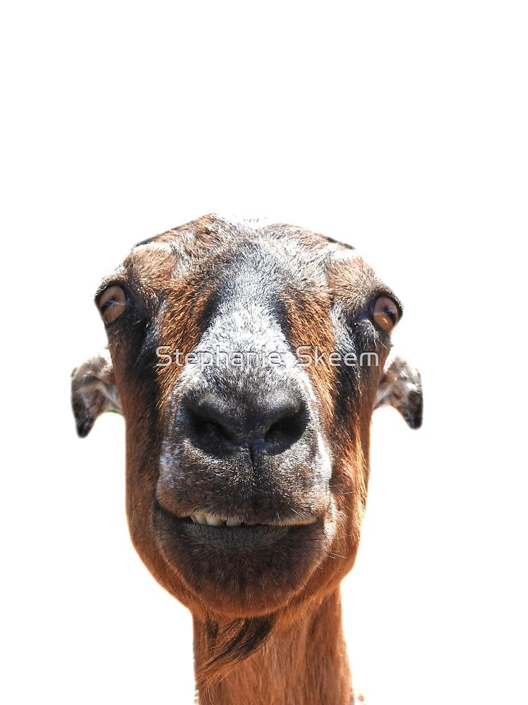goat day silly goat by Stephanie  Skeem