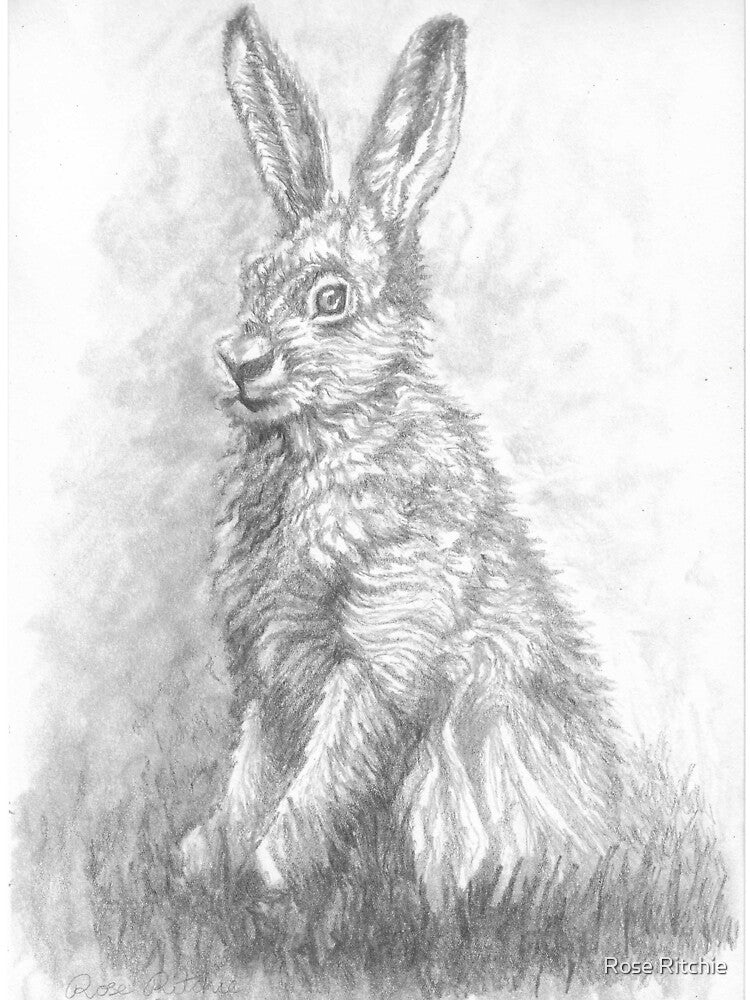 Proud looking rabbit pencil drawing! by Rose Ritchie