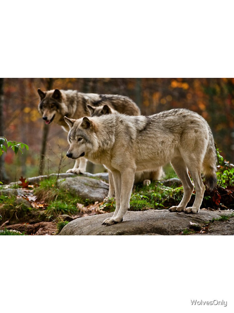 Timber Wolves by WolvesOnly