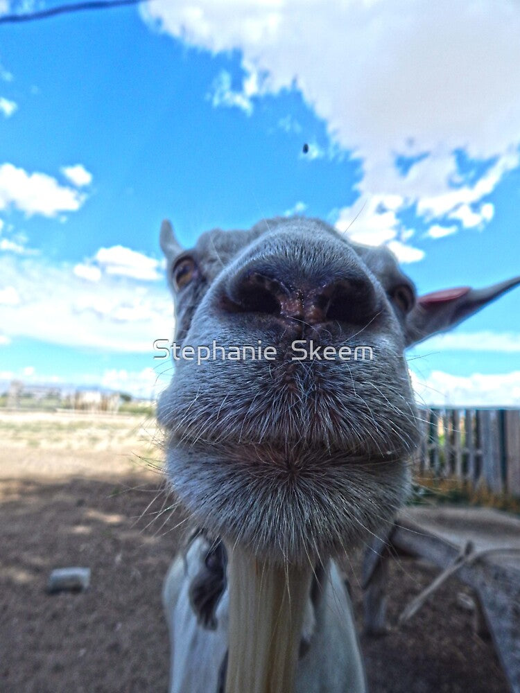 close up goat funny goat face by Stephanie  Skeem